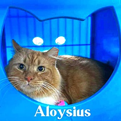 Photo of Aloysius