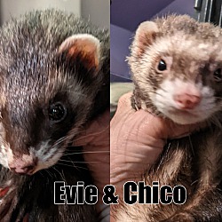 Photo of Evie & Chico