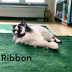 Thumbnail photo of Ribbon #2