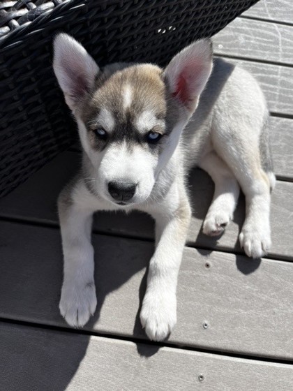 Calgary, Ab - Husky. Meet Grey A Pet For Adoption - Adoptapet.com