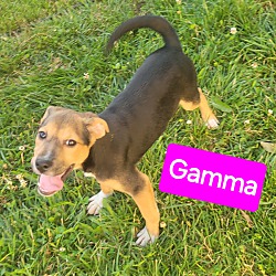 Photo of Gamma