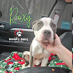 Thumbnail photo of Roxy #4