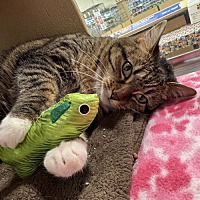 adopt a pet