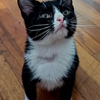 adopt a pet