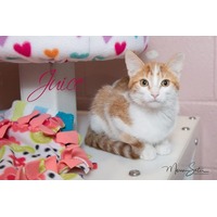 adopt-pet
