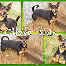 Thumbnail photo of Oliver (Reduced Adoption Fee) #3