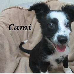 Thumbnail photo of Cami #1
