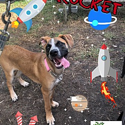 Thumbnail photo of Rocket #2