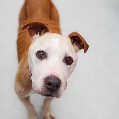 San Francisco, CA - American Pit Bull Terrier. Meet Dulce 9990 a Pet ...