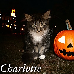 Photo of Charlotte