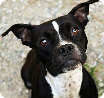 Boston Terrier Boxer Mix For Goldenacresdogs Boston Terrier Boxer Mix For