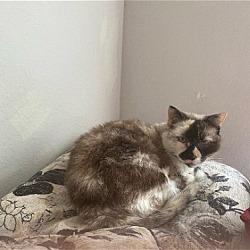 Thumbnail photo of Willow - Older Siamese Mix/Torti -SHORT Term Fost #3