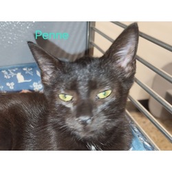 Thumbnail photo of Penne (Bonded with Rigantoni) #1