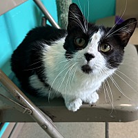 adopt a pet