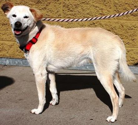 Gilbert Az Shiba Inu Meet Dollie A Pet For Adoption