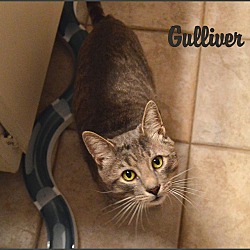 Thumbnail photo of Gulliver #2