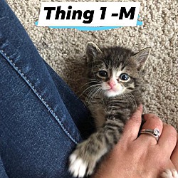 Thumbnail photo of Thing 1 #3