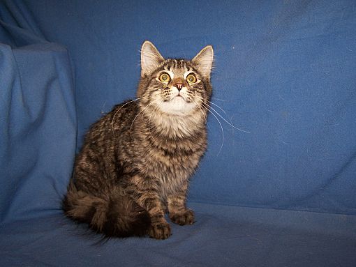 Colorado Springs, CO - Maine Coon. Meet K-Gypsy-Riley a Pet for ...