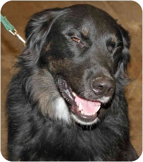 german shepherd with dwarfism for adoption