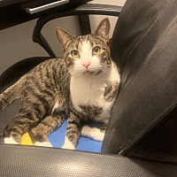 adopt a pet