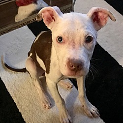 Thumbnail photo of Fiona-Adopted! #3