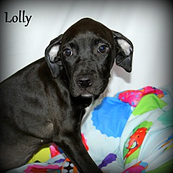 Thumbnail photo of Lolly ~ meet me! #1