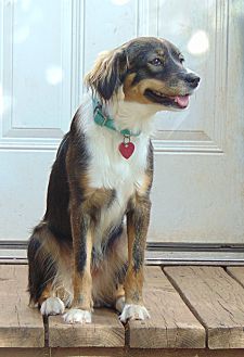 bordetella vaccine cost petsmart