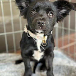 Photo of Cinder