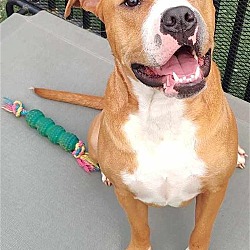 Thumbnail photo of Cristoph-$75 Adoption Fee! Diamond Dog! #3