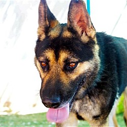 Photo of Sarge -