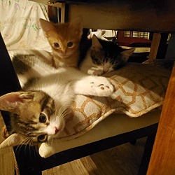 Thumbnail photo of 4 Kittens #2