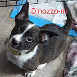 Photo of Dinozzo