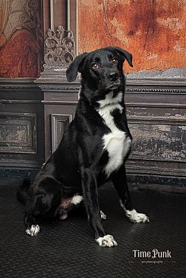 Salt Lake City, UT - Border Collie. Meet Duke a Pet for Adoption ...