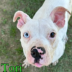 Photo of Tori