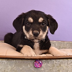 Thumbnail photo of Astrology Litter -  Pisces #3