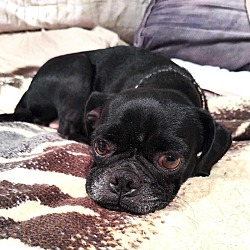 Thumbnail photo of Belle Cuddle Pug #2