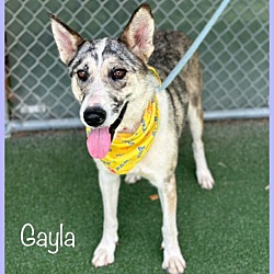 Thumbnail photo of GAYLA #1