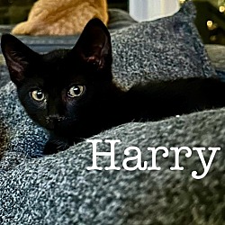 Thumbnail photo of Harry #1