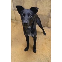 adopt-pet