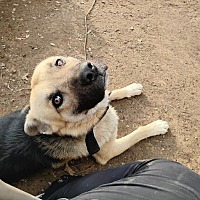 adopt a pet