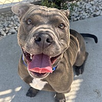 adopt a pet