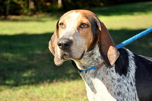 Stewart, TN - Treeing Walker Coonhound. Meet Wanda a Pet for Adoption ...