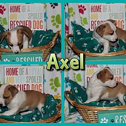 Thumbnail photo of Axel #2
