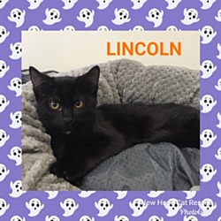 Thumbnail photo of Lincoln #1