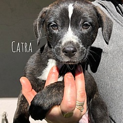 Thumbnail photo of Catra #1