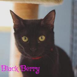 Thumbnail photo of BLACK BERRY #3