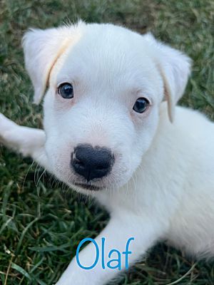 Van Nuys, CA - Labrador RetrieveAmerican Staffordshire Terrier. Meet