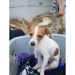 Photo of GIZMO