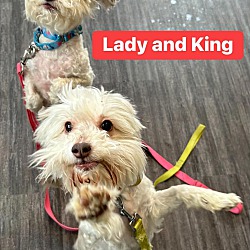 Photo of Lady and King
