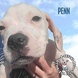 Photo of Penn